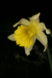 Narcissus pseudonarcissus RCP2-09 108.jpg